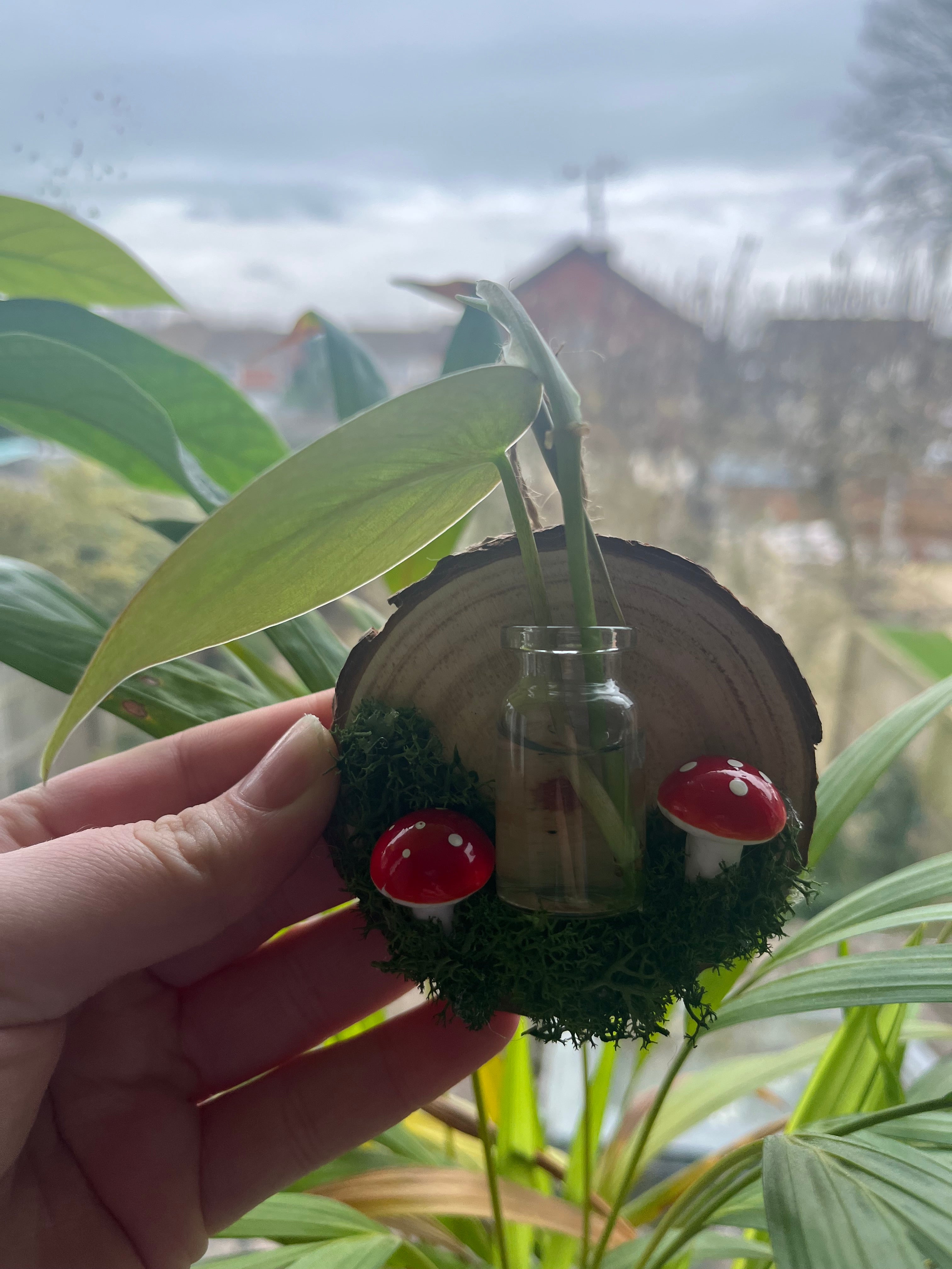 🍄Propagation Station🍄