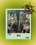 🌱THE BIG ONE🌱